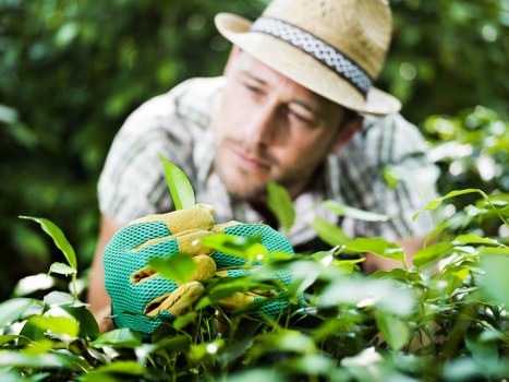 Different hedge types trimmed carefully in Kenley garden care